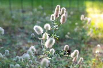 Close-up of soft, fluffy Hare’s-foot clover (Trifolium arvense) in a sunlit meadow, with a dreamy bokeh background highlighting the delicate texture of the blossoms and fresh summer greenery.