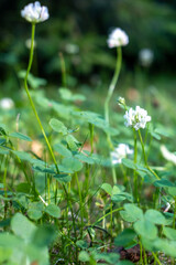 Close-up of white clover (Trifolium repens) blooming among green grass and leaves, captured in soft sunlight with a shallow depth of field, creating a natural and serene meadow scene.