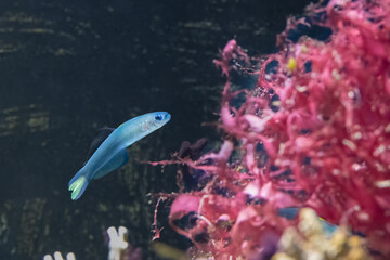Ptereleotris evides, the Blackfin dartfish or scissortail goby
