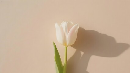 A single white tulip with a long stem and green leaves, casting a shadow on a soft beige background.