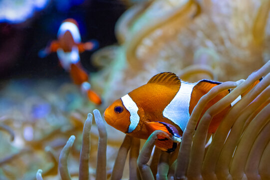 The ocellaris clownfish, Amphiprion ocellaris, the animated film Finding Nemo