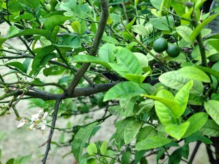 Lemon Tree Branch with Green Leaves, Small Unripe Fruits, and Blossoms