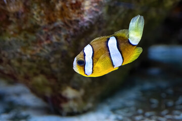 Amphiprion clarkii, found in the Indian and Pacific oceans and the Red Sea