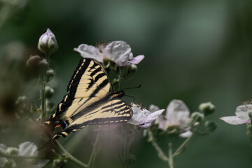 Monarch butterfly or simply monarch (Danaus plexippus) in British Columbia, Canada. 