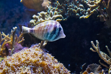 The Red Sea sailfin tang, Zebrasoma desjardinii, is found in the Indian Ocean.