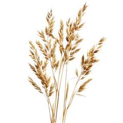 Dried Pampas Grass Bouquet, Studio Shot, Autumnal Decor