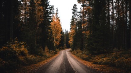 Fototapeta premium A winding dirt path through a dense forest lined with tall conifers and deciduous trees,