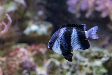 Dascyllus aruanus, known commonly as the whitetail dascyllus.