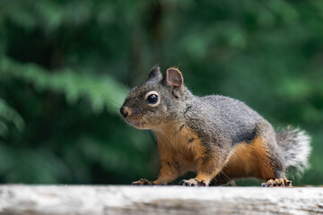 Fototapeta premium Douglas squirrel (Tamiasciurus douglasii) in British Columbia, Canada. 