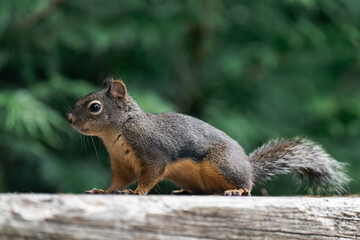 Douglas squirrel (Tamiasciurus douglasii) in British Columbia, Canada. 