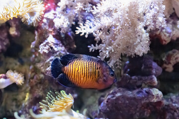 The twospined angelfish, Centropyge bispinosa, at depths of 5 to 50 metres