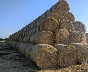 After the harvest: neat, golden bales of straw are stacked in the field. They are waiting for their...