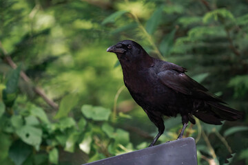 Fototapeta premium Common raven or northern raven (Corvus corax)