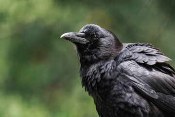 Common raven or northern raven (Corvus corax)