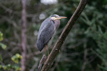 Great blue heron (Ardea herodias) standing on a tree branch. 