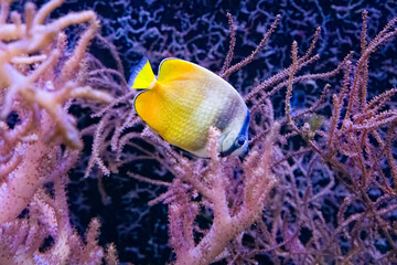 Fototapeta premium The sunburst butterflyfish is an Indo Pacific species of reef habitats.