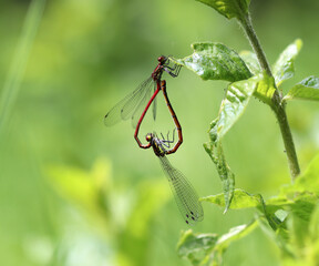 Frühe Adonislibelle - Large Red Damselfly