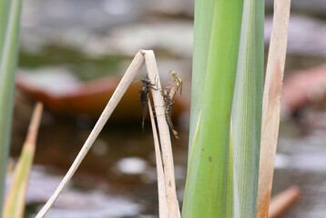 Frühe Adonislibelle - Large Red Damselfly