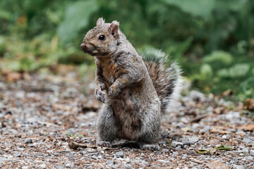 Eastern gray squirrel (Sciurus carolinensis) in British Columbia, Canada.
