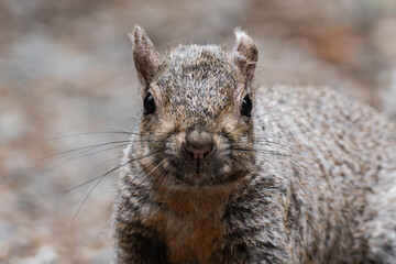 Eastern gray squirrel (Sciurus carolinensis) in British Columbia, Canada.