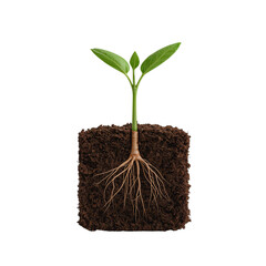 Conceptual depiction of a young plant growing with visible roots in fertile soil