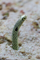 The spotted garden eel, Heteroconger hassi, is a small fish max. 40 centimetres