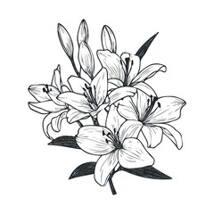 Fototapeta premium Elegant blooming lilies in a detailed floral design for decoration. Vector retro hand drawn illustration