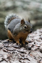 Fototapeta premium Douglas squirrel (Tamiasciurus douglasii) in British Columbia, Canada. 