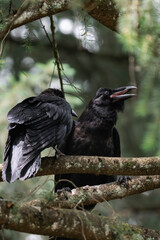 Common raven or northern raven (Corvus corax)