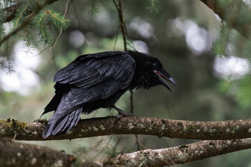 Common raven or northern raven (Corvus corax)