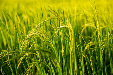 Close up of yellow green paddy rice in field waiting for harvest.