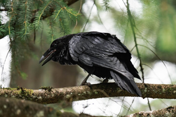 Common raven or northern raven (Corvus corax)
