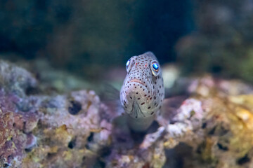 The black side hawkfish, Paracirrhites forsteri, It is from the Indo Pacific.