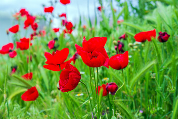 Close-up of wild red poppies flowers against green grass background in summer field