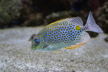 The orange spotted spinefoot, Siganus guttatus, found to depths of 35 m
