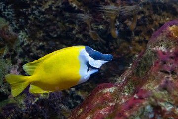 The foxface rabbitfish, Siganus vulpinus, produces venom in the spines of fins