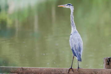 Heron By Lake - Green Background - CPY H