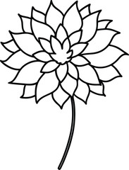 aster vector line art illustration