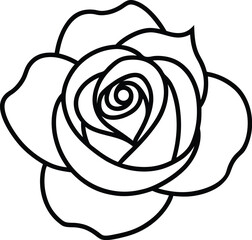 white rose vector illustration
