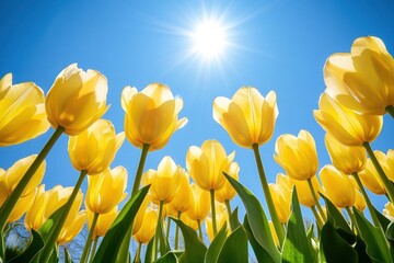Fototapeta premium Yellow tulips sky outdoors sunlight.