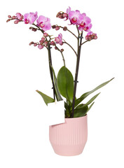 Pink orchid blooming in a pot cut out isolated transparent background