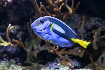 The regal blue tang, Paracanthurus hepatus, is most popular marine aquarium fish
