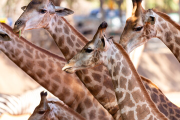 Portrait of a tall giraffe with a long neck in a zoo, with a profile view of its spotted head