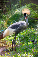 A grey crowned crane, a beautiful and crested bird, stands gracefully in nature