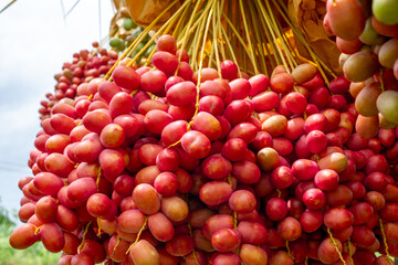 Fresh ripe red dates hanging in large clusters on a date palm tree, ready for harvest. Vibrant tropical farm scene with natural greenery in the background. Agriculture and organic fruit concept.
