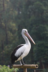 pelican on the beach