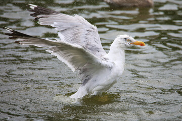 Large white-headed gull (Larus) bathing in the sea water splashing lots of small droplets flying around