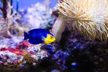 The cherubfish, Centropyge argi, occurs at depths between 5 and 18 metres