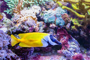 The foxface rabbitfish, Siganus vulpinus, produces venom in the spines of fins