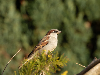 House sparrow perched on a branch in sunlight